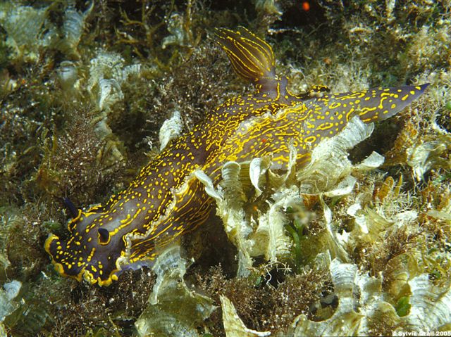 NUD Hypselodoris picta2